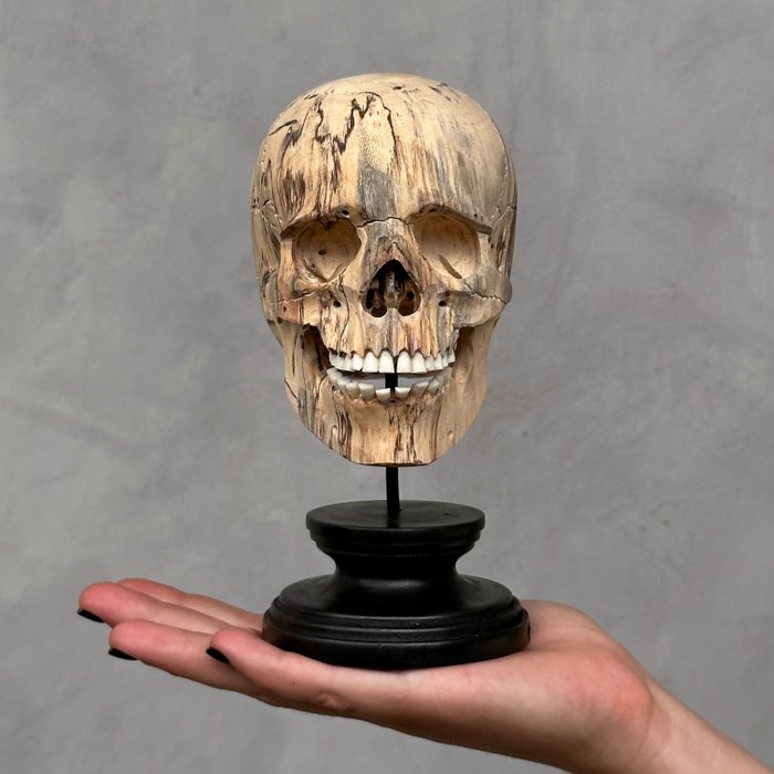 Schnitzerei, -NO RESERVE PRICE - Stunning Wooden Human Skull With A Beautiful Grain - 16 cm - Tamarinde - 2024