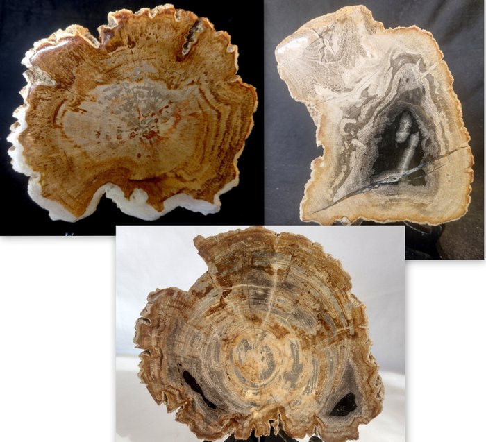 木化石 - 化石木材  (没有保留价)