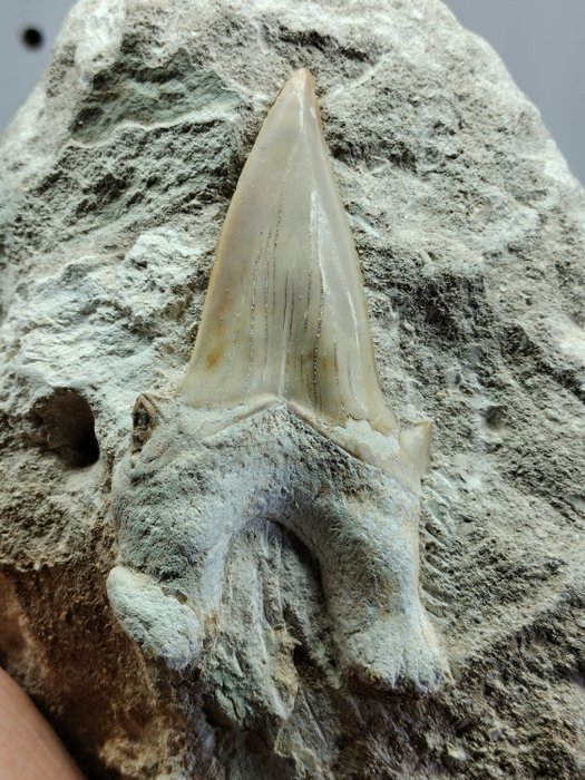 Rechin - Dinte fosilă - Otodus obliquus - 156 mm - 117 mm