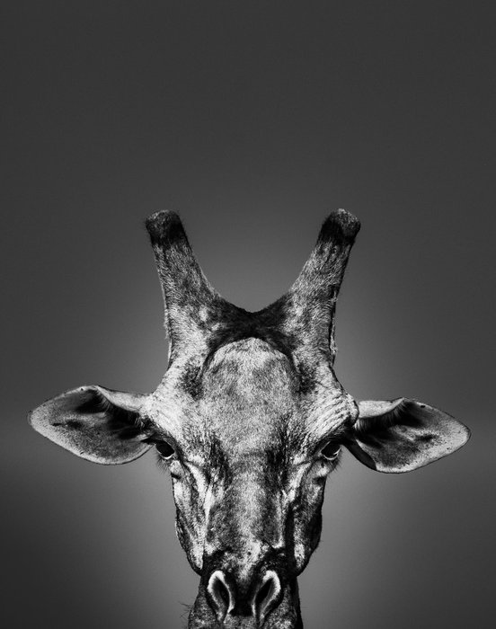 Jeffrey Van Daele - Giraffe #01