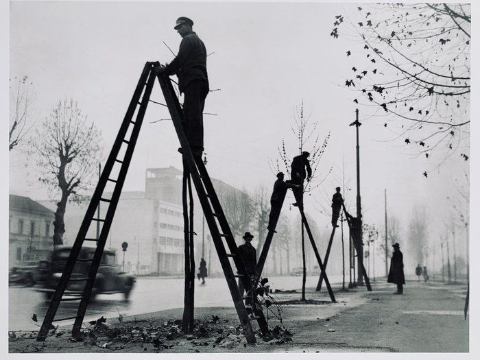 Giancolombo - ©La potatura degli alberi. Milano, 1949