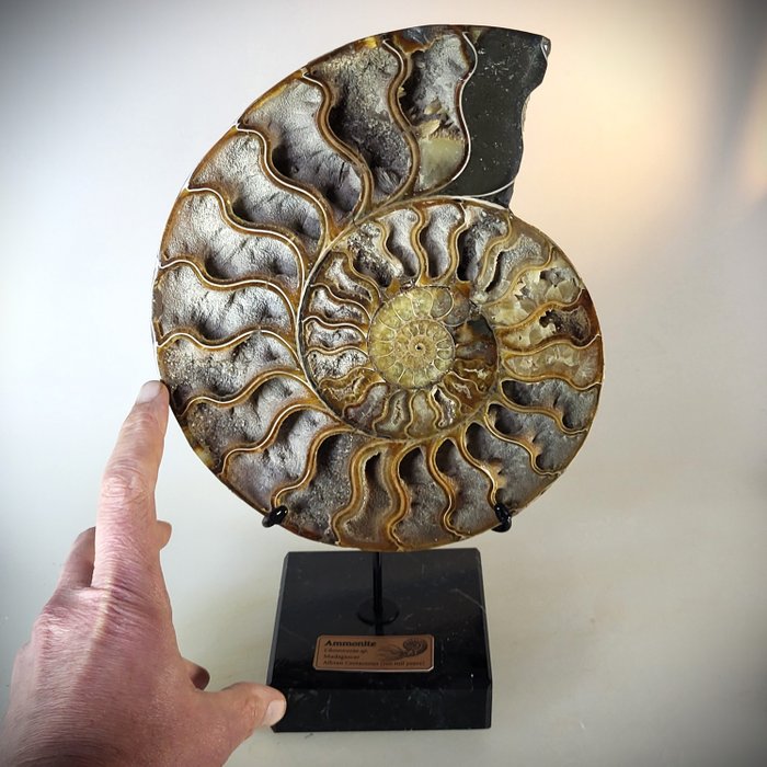 Fantástica amonita grande en exhibición hecha a mano - Concha fosilizada - Aioloceras (Cleoniceras) sp. - 29 cm  (Sin Precio de Reserva)
