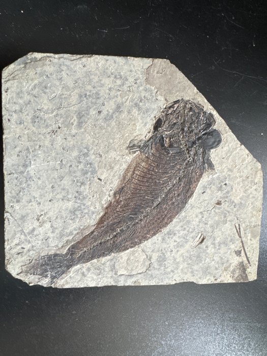 魚化石 - 動物化石 - Lycoptera muroii-15.5x10.1x0.3cm - 14.4 cm - 12.3 cm  (沒有保留價)