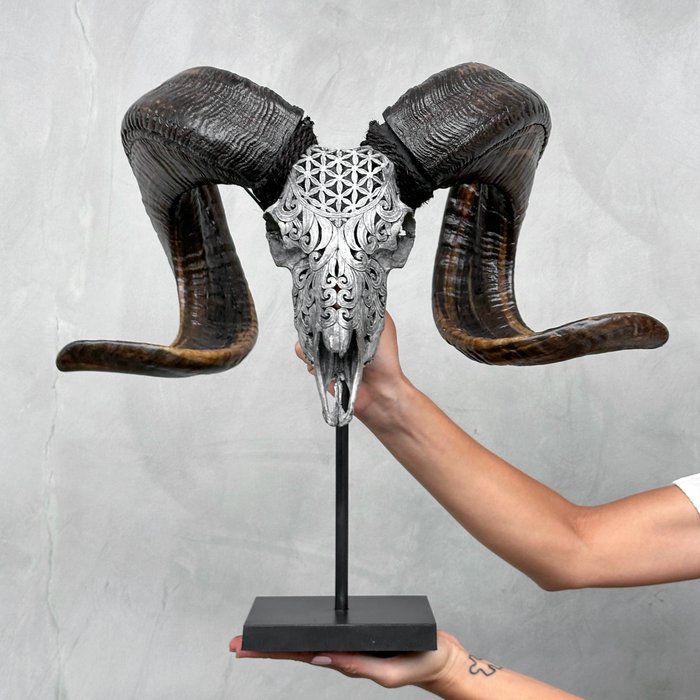 SEM PREÇO DE RESERVA - C - Crânio de carneiro cinza esculpido à mão em um suporte personalizado - Crânio esculpido - Ovis Aries - 47 cm - 50 cm - 30 cm- Espéciesnão-CITES