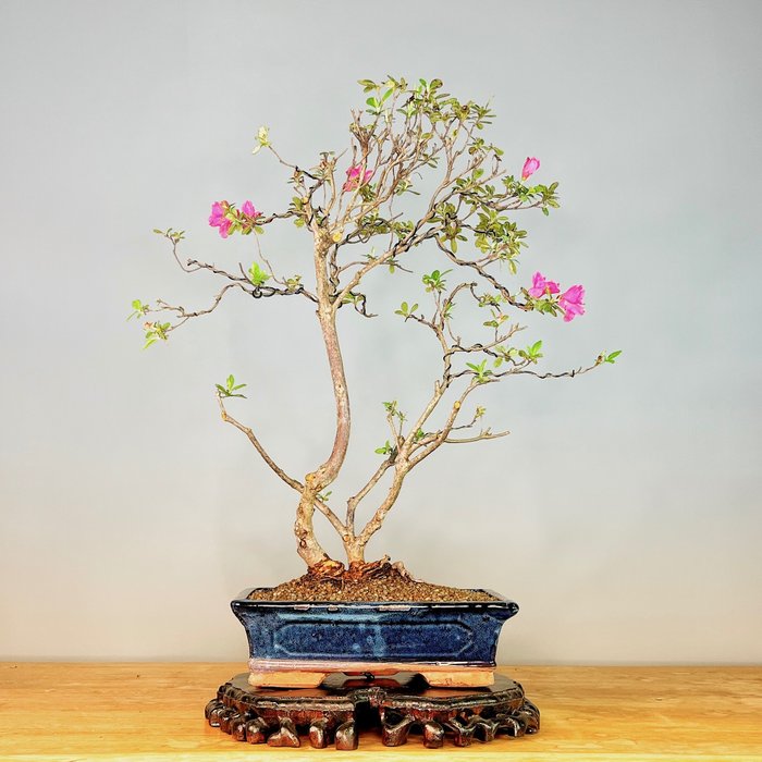Bonsaï Azalée (Rhododendron) - Hauteur (arbre) : 40 cm - Profondeur (arbre) : 30 cm - Portugal