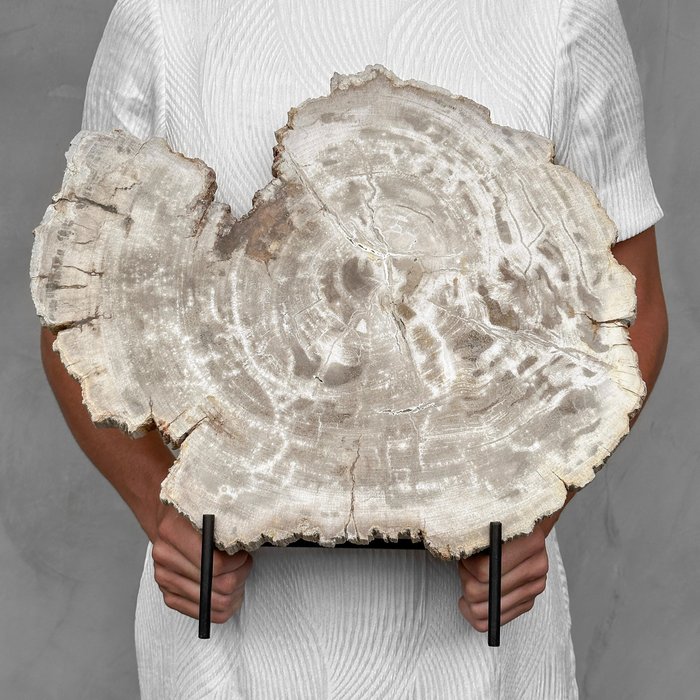 BEZ CENY REZERWOWEJ - C - Piękny kawałek skamieniałego drewna na stojaku - Skamieniałe drewno - Petrified Wood - 37 cm - 40 cm  (Bez ceny minimalnej
)