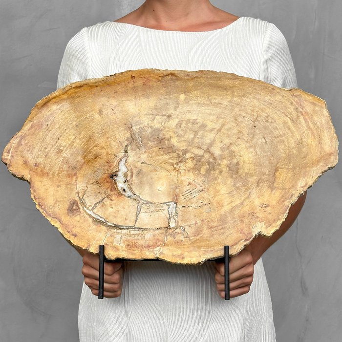 FĂRĂ PRET RESERE - C - Frumoasă felie de lemn pietrificat pe un suport - Lemn fosilizat  - Petrified Wood - 35 cm - 51 cm  (Fără preț de rezervă)