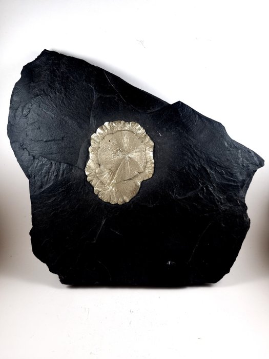 Pyrit Kristall auf Muttergestein - Höhe: 22 cm - Breite: 24 cm- 1.43 kg