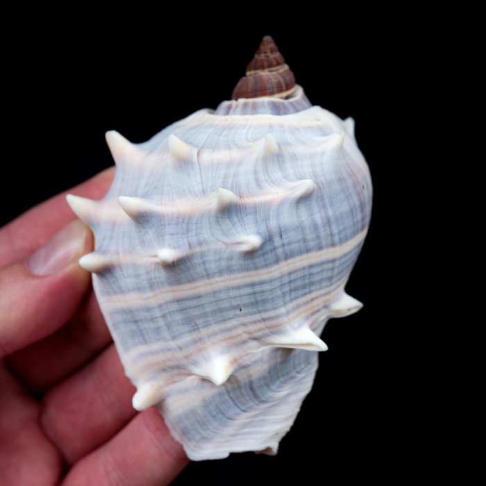 加勒比海皇冠海螺 貝殼 - Melongena melongena  (沒有保留價)
