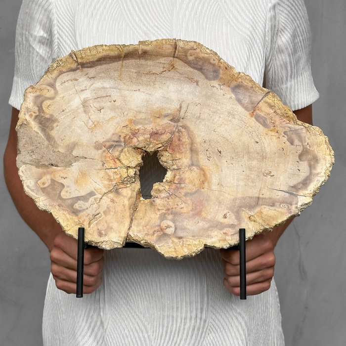 无底价 - 定制支架上美丽的大片木化石 - 化石木材 - Petrified Wood - 30 cm - 37 cm  (没有保留价)