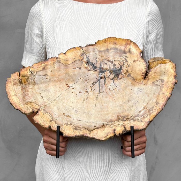 PAS DE PRIX DE RÉSERVE - C - Belle Tranche de Bois Pétrifié sur support personnalisé - Bois fossilisé - Petrified Wood - 30 cm - 43 cm  (Sans Prix de Réserve)