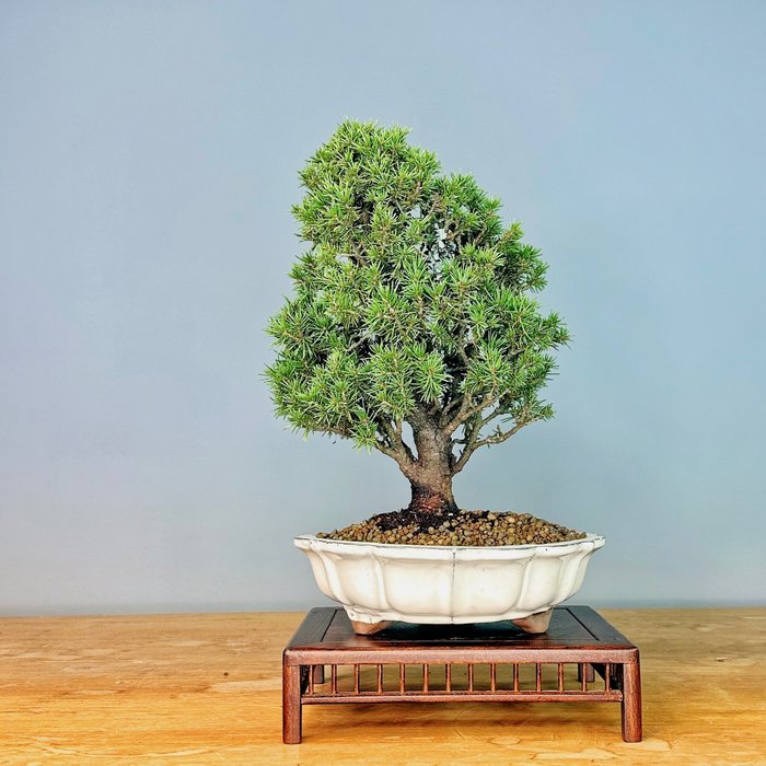 Bonsai Abeto (Picea) - Altura (árvore): 30 cm - Profundidade (árvore): 25 cm - Portugal