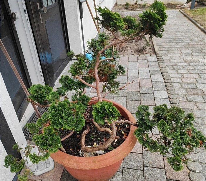 Solsypress-bonsai (hvit obtusa) - Høyde (tre): 110 cm - Dybde (tre): 55 cm - Tyskland