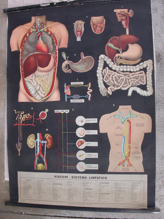 Vallardi - Schoolkaart - Ingewanden - lymfatisch systeem - Papier, Zakdoek