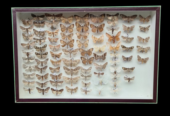 Moths Collection - ex BERGER  collection (39X26 cm) -  - 立体透视模型 Hétérocères sp  - with full data and determination information - 1970-1980