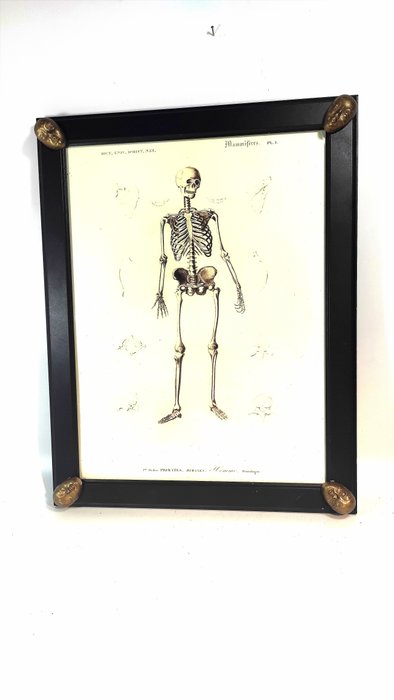 Wanddekoration - anatomia człowieka, memento mori. - Europa 