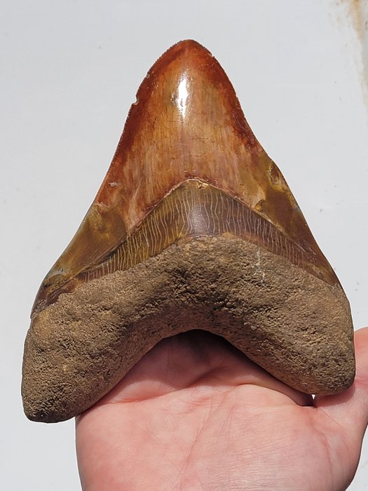 巨齿鲨 - 牙齿化石 - 13.5 cm - 11 cm  (没有保留价)