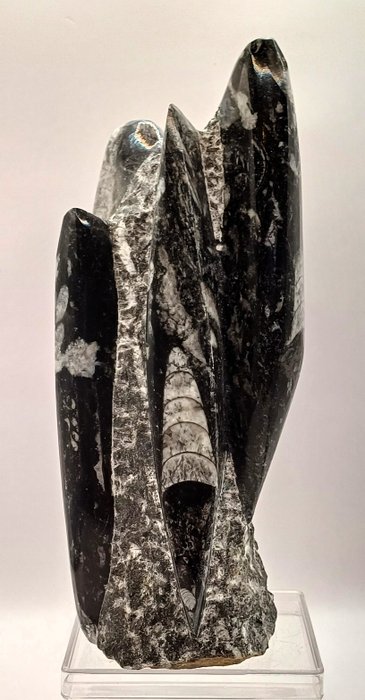 一座雕像中有 6 块直角石化石 - 贝壳化石 - 235 mm - 110 mm  (没有保留价)