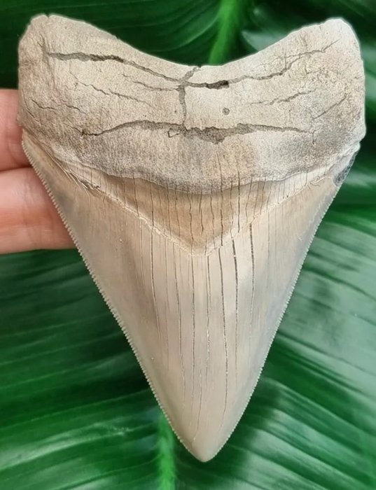 巨牙鯊 - 牙齒化石 - 10.5 cm