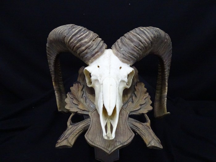 摩弗侖羊 頭骨 - Ovis a. musimon - 32 cm - 38 cm - 44 cm- 非《瀕臨絕種野生動植物國際貿易公約》物種