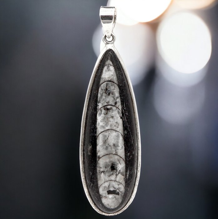 Sterling Silver Pendant - Guscio fossilizzato - Orthoceras - 71.5 mm - 21 mm