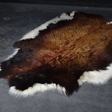 Yak skin Schedel – Bos grunniens – 165 cm – 1 cm – 145 cm- Geen-CITES-soort