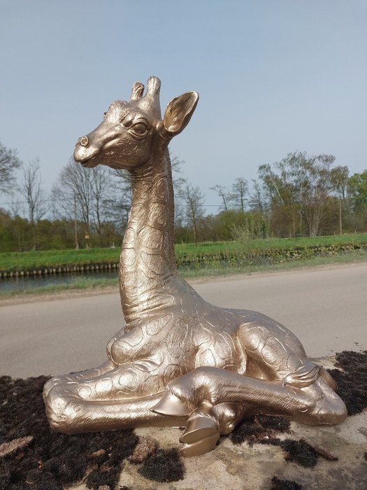 Statue, lying golden baby giraffe - 57 cm - Polyresin