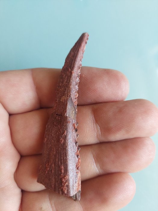 Stor stinger av haj - Fossilt ben - Hyobodus - 80 mm - 20 mm  (Utan reservationspris)