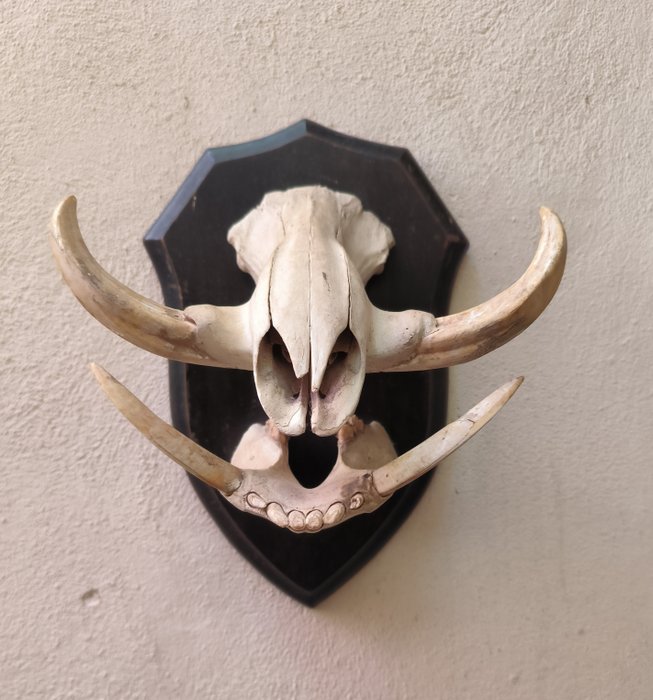 Warthog Skull - phacochoerus africanus - 30 cm - 25 cm - 25 cm -  (2)