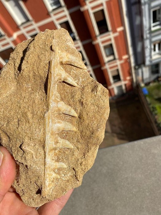 Mandibula lui Enshodus - Fragment fosilă - Enshodus