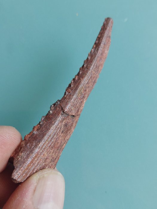 Grande ferrão de tubarão - Osso fóssil - Hyobodus - 80 mm - 20 mm