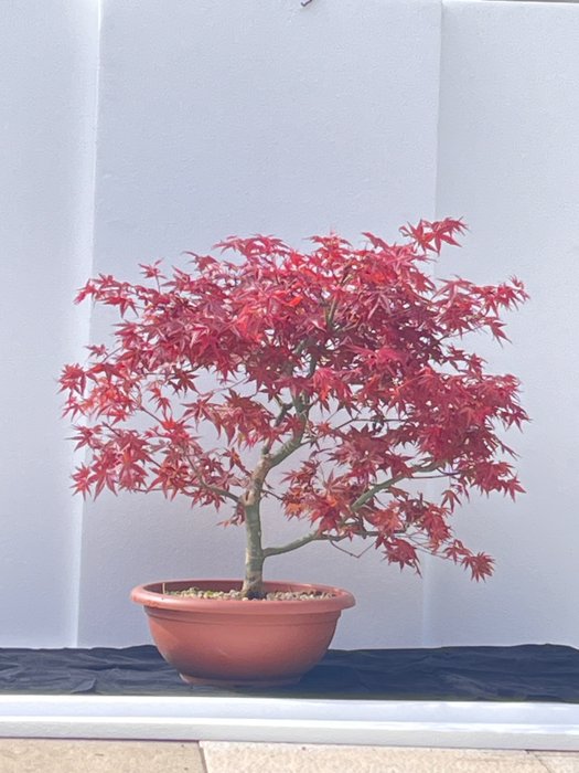 Japanese maple bonsai (Acer palmatum) - Magasság (fa): 48 cm - Mélység (fa): 45 cm - Portugália