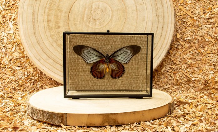 Vlinder Taxidermie volledige montage - Papilio zalmoxis - 12 cm - 18 cm - 6 cm