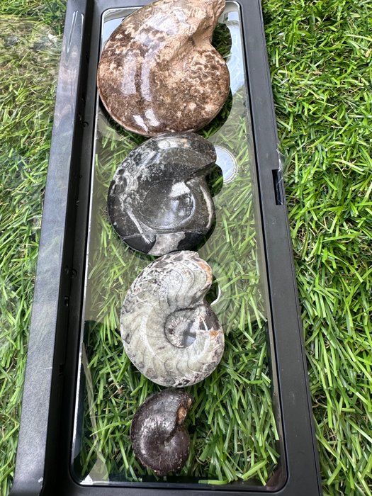 Ammonite - Animale fossilizzato - 90 mm - 230 mm  (Senza Prezzo di Riserva)
