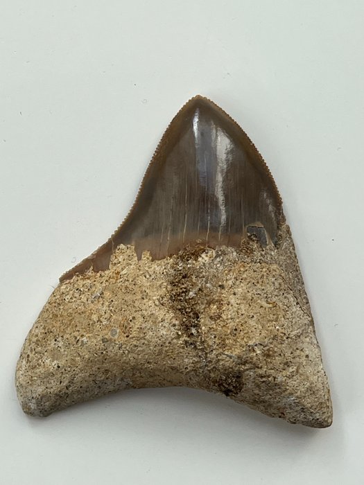 Megalodonhaai 8,0cm - - Fossiele tand - Carcharocles megalodon  (Zonder Minimumprijs)