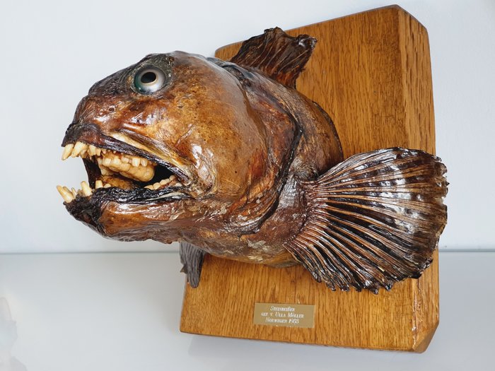 Terrible catfish "Zębacz" - Wilki Morski, vintage model Taxidermy head mount - Anarhichas lupus - 28.3 cm - 25.7 cm - 25 cm