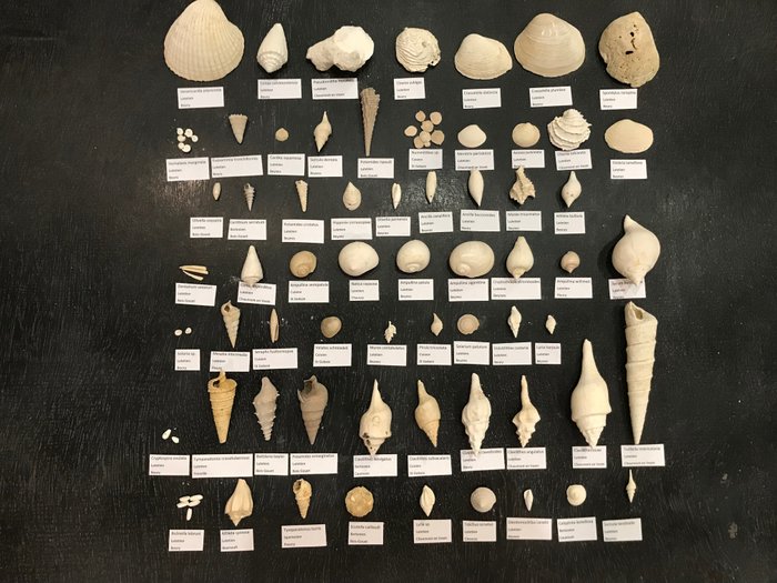 Εκτεταμένη συλλογή Ηωκαινικών Απολιθωμάτων από τη Λεκάνη του Παρισιού (63 είδη) - Απολιθωμένο κέλυφος  (χωρίς τιμή ασφαλείας)