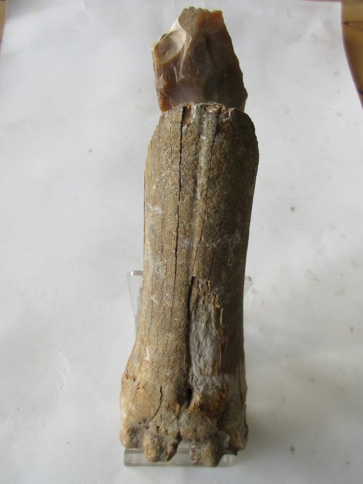 Mésolithique / épipaléolithique Os Hand axe - 200 mm  (Sans Prix de Réserve)