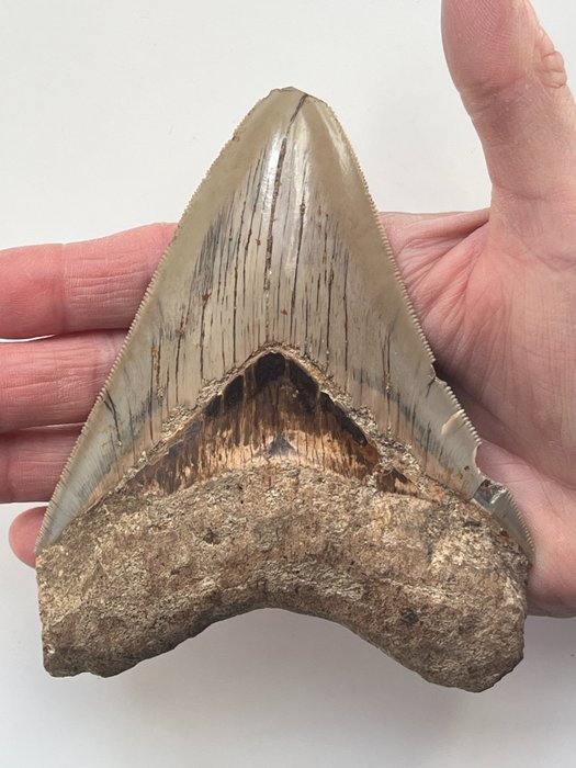 Valtava Megalodon-hammas 13,0 cm - Fossiiliset hampaat - Carcharocles megalodon