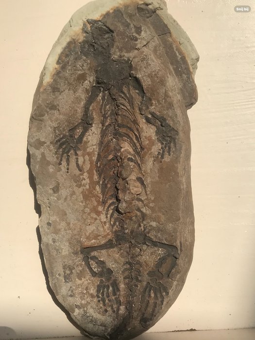 Fossiele plaatmatrix - 3 cm - 12 cm