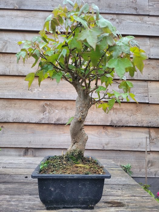 Dreispitz-Ahorn-Bonsai (Acer buergerianum) - Höhe (Baum): 31 cm - Tiefe (Baum): 22 cm - Japan