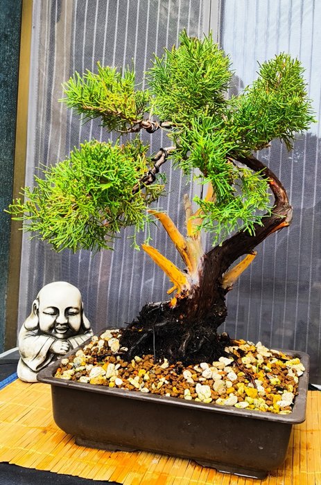 Bonsai Juniperus Chinensis - Altezza (albero): 32 cm - Spagna