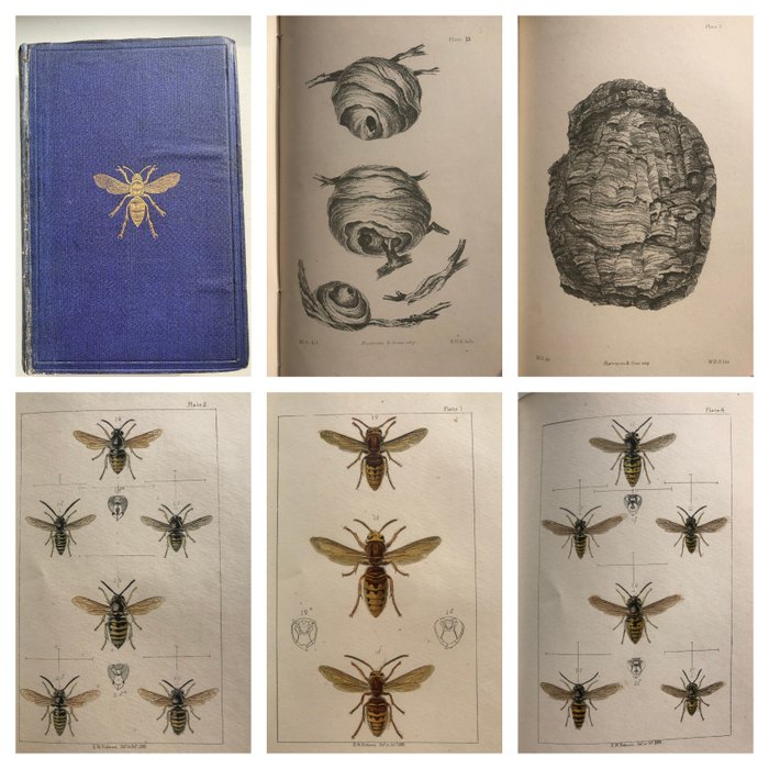 Edward L. Ormerod - British Social Wasps: Their anatomy & physiology, architecture. (with 14 plates) - 1868