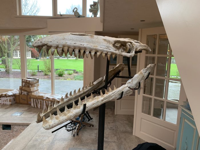 Dinosaurie - Fossilt skelett - 31 cm - 17 cm