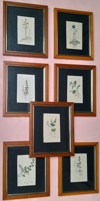 James Sowerby - A set of seven mounted and framed original handcoured plates from "English Botany"