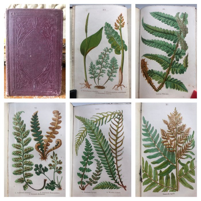 Thomas Moore - Popular history of British ferns and Allied Plants (12 coloured plates) - 1863
