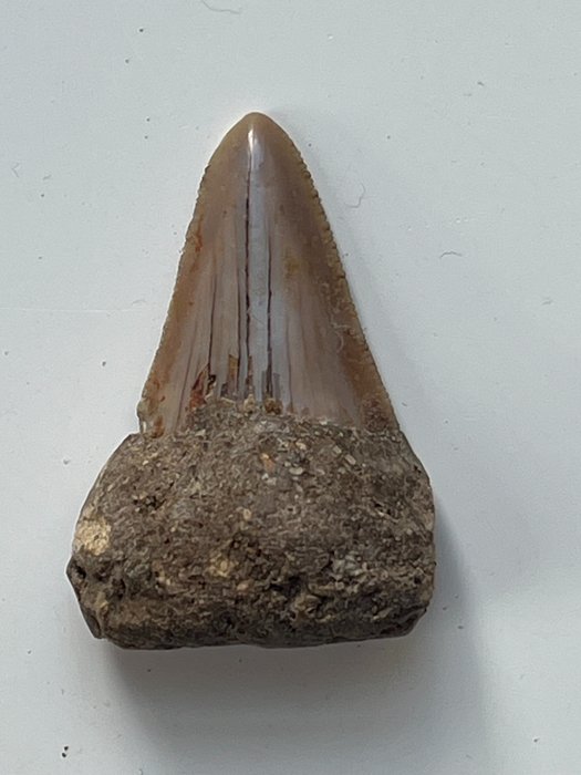 巨齿鲨牙齿 4.6 厘米 - 牙齿化石 - Carcharocles megalodon  (没有保留价)