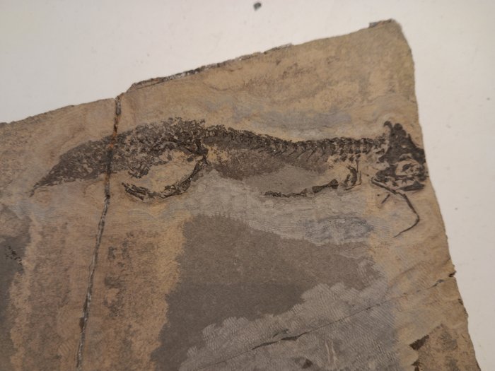 amphibian and fish - Fossil skeleton
