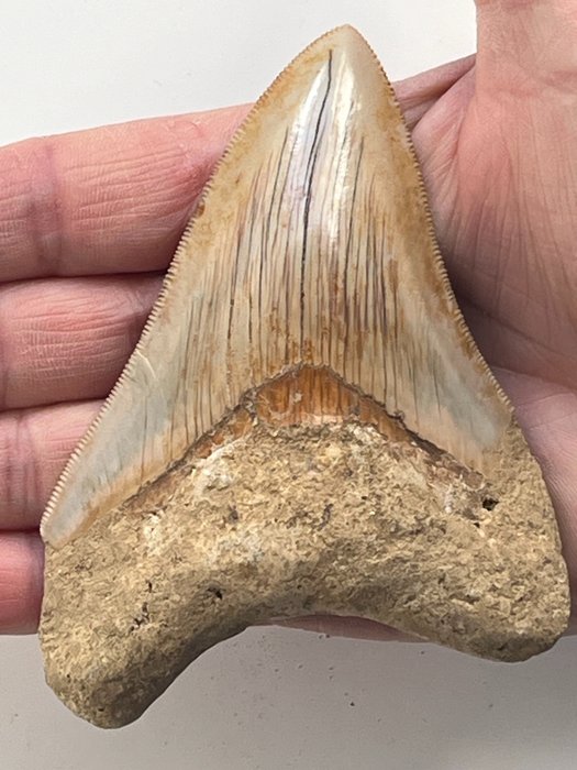 Megalodon tand 11,1 cm - Fossil tand - Carcharocles megalodon