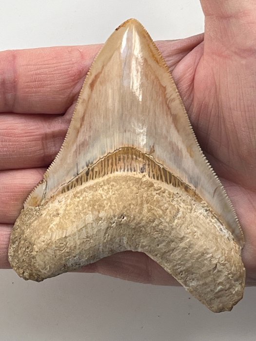 Megalodon tand 10,2 cm - Fossil tand - Carcharocles megalodon
